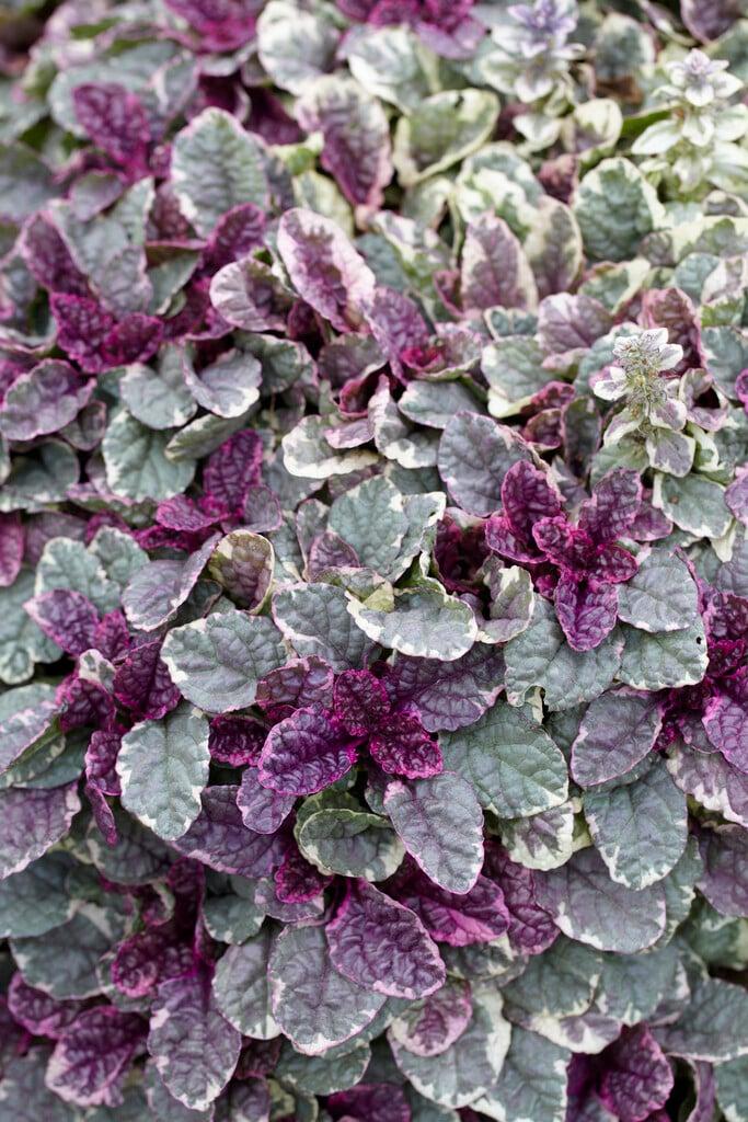 Ajuga Reptans 'burgundy Glow' - View 11 from www redcrocus com
