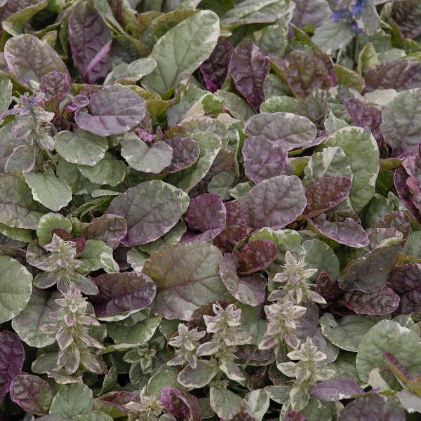 Ajuga Reptans 'burgundy Glow' - View 13 from www redcrocus com