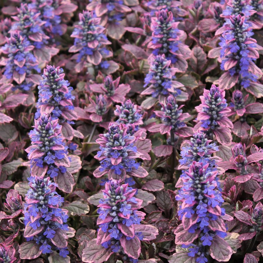 Ajuga Reptans 'burgundy Glow' - View 16 from www redcrocus com