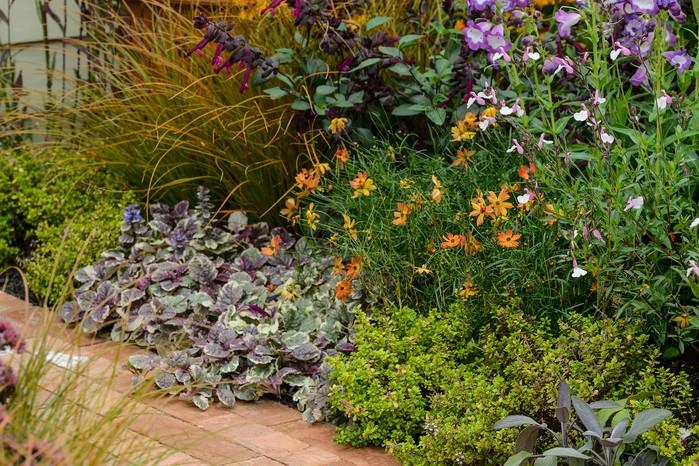 Ajuga Reptans 'burgundy Glow' - View 17 from www redcrocus com