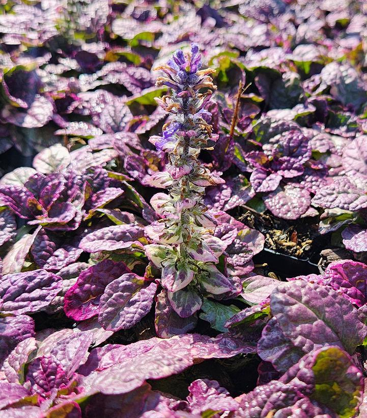 Ajuga Reptans 'burgundy Glow' - View 18 from www redcrocus com