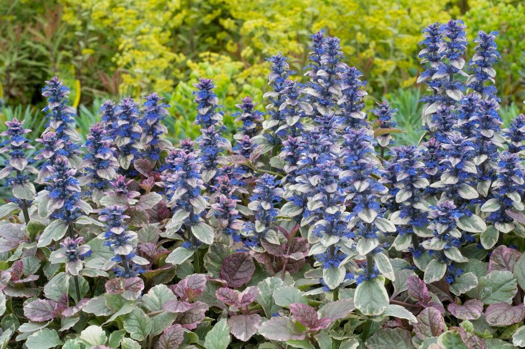 Ajuga Reptans 'burgundy Glow' - View 19 from www redcrocus com