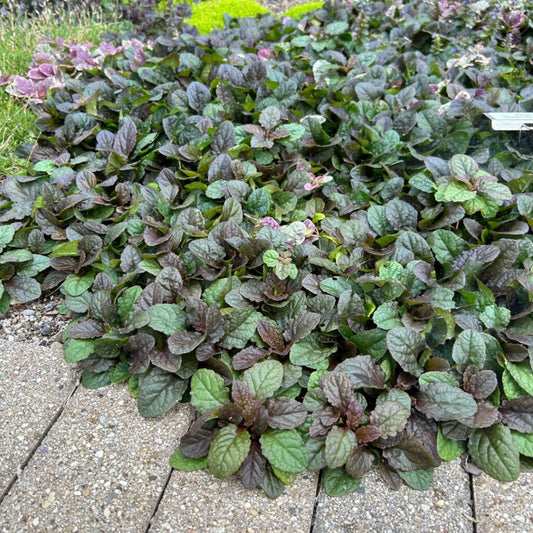 Ajuga Reptans 'burgundy Glow' - View 1 from www redcrocus com