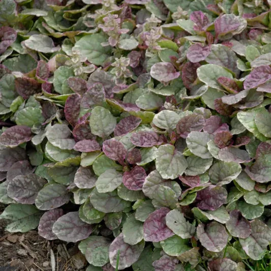 Ajuga Reptans 'burgundy Glow' - View 22 from www redcrocus com