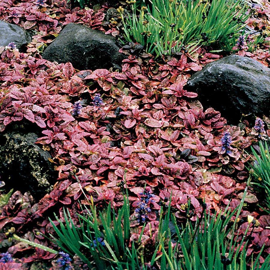 Ajuga Reptans 'burgundy Glow' - View 23 from www redcrocus com