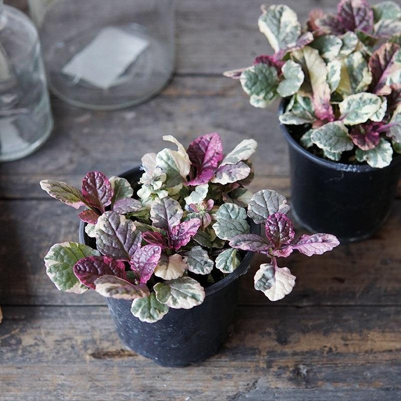 Ajuga Reptans 'burgundy Glow' - View 25 from www redcrocus com
