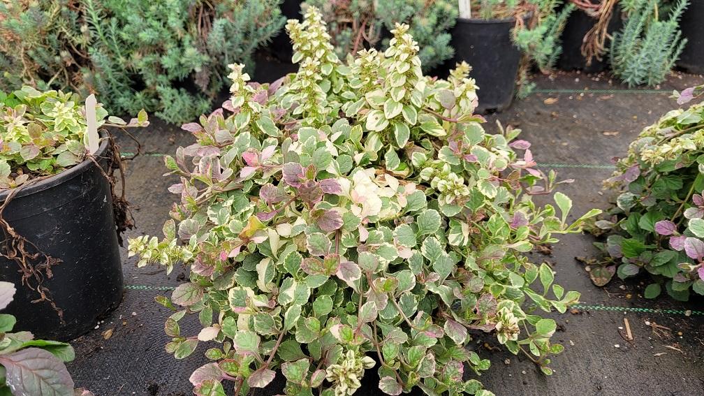 Ajuga Reptans 'burgundy Glow' - View 26 from www redcrocus com
