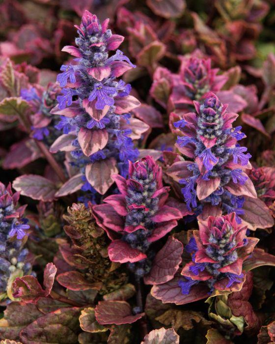 Ajuga Reptans 'burgundy Glow' - View 29 from www redcrocus com