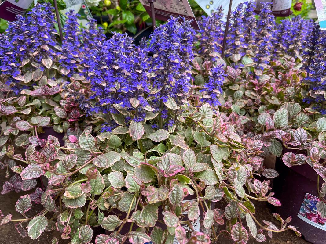 Ajuga Reptans 'burgundy Glow' - View 30 from www redcrocus com