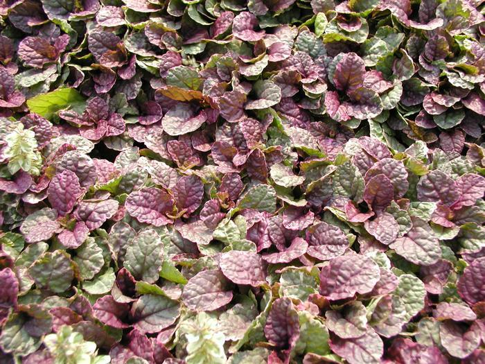 Ajuga Reptans 'burgundy Glow' - View 31 from www redcrocus com