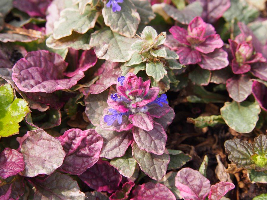 Ajuga Reptans 'burgundy Glow' - View 32 from www redcrocus com