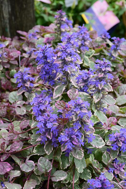 Ajuga Reptans 'burgundy Glow' - View 34 from www redcrocus com