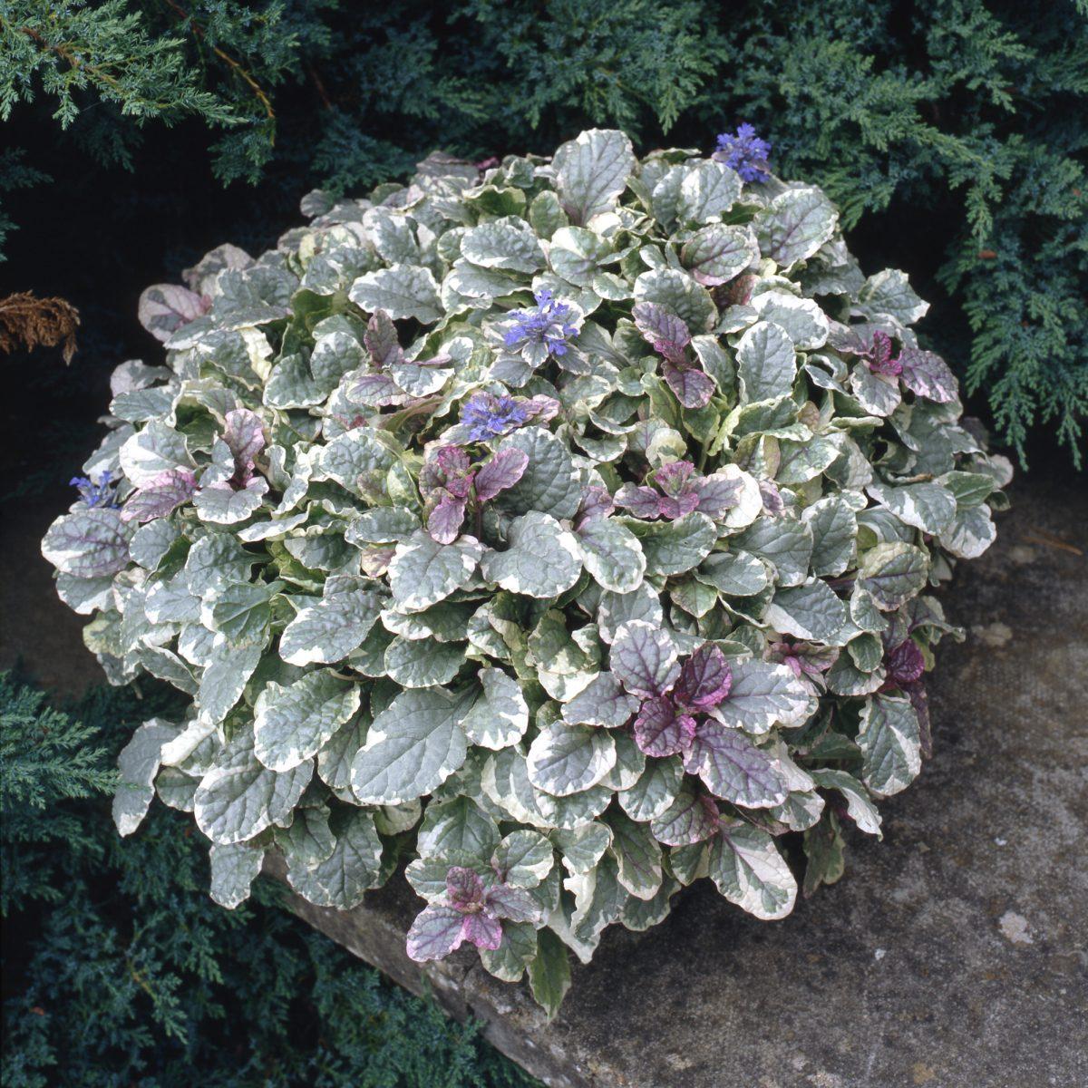 Ajuga Reptans 'burgundy Glow' - View 36 from www redcrocus com
