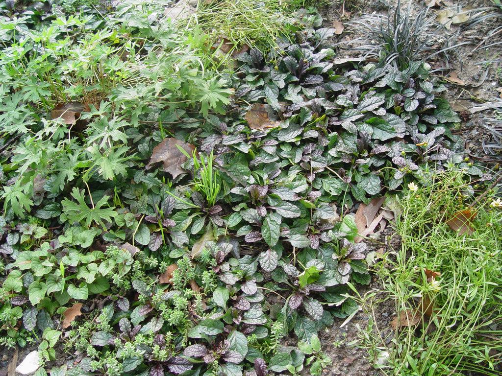 Ajuga Reptans 'burgundy Glow' - View 37 from www redcrocus com