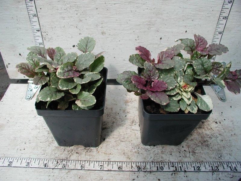 Ajuga Reptans 'burgundy Glow' - View 38 from www redcrocus com