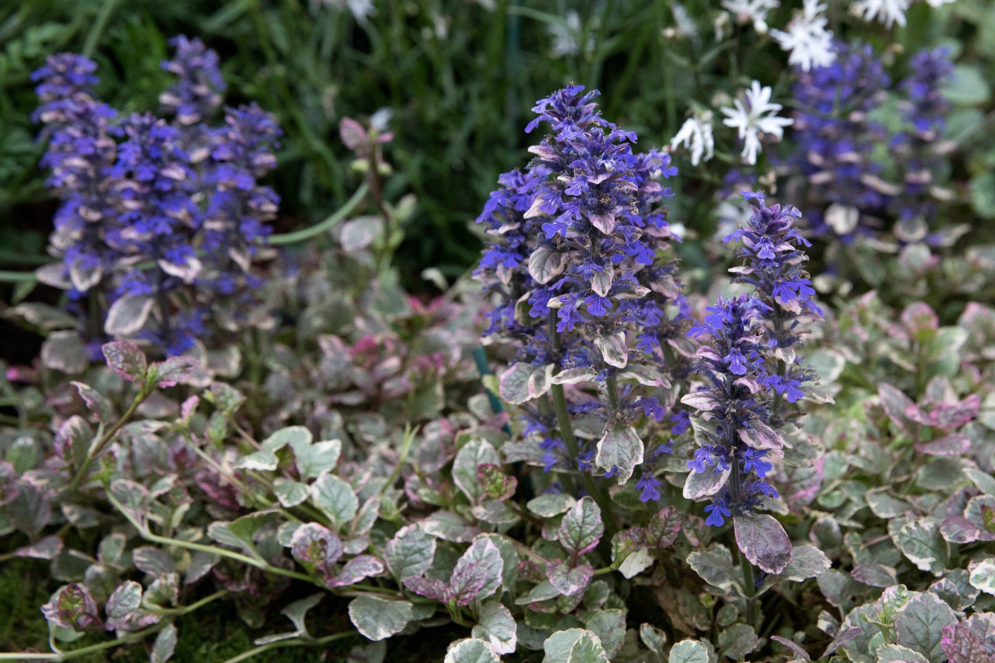 Ajuga Reptans 'burgundy Glow' - View 3 from www redcrocus com