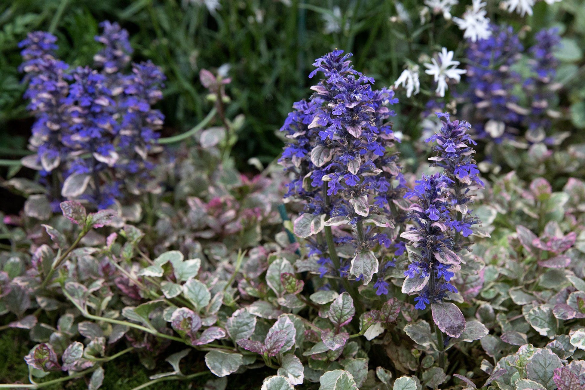 Ajuga Reptans 'burgundy Glow' - View 3 from www redcrocus com
