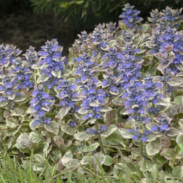 Ajuga Reptans 'burgundy Glow' - View 6 from www redcrocus com