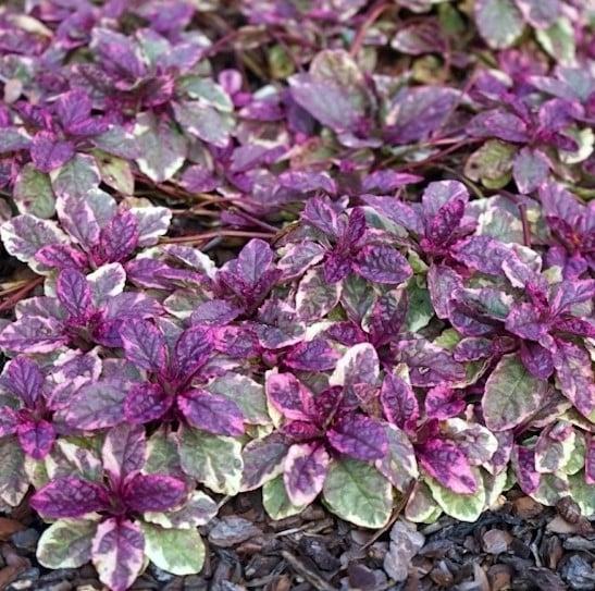 Ajuga Reptans 'burgundy Glow' - View 7 from www redcrocus com