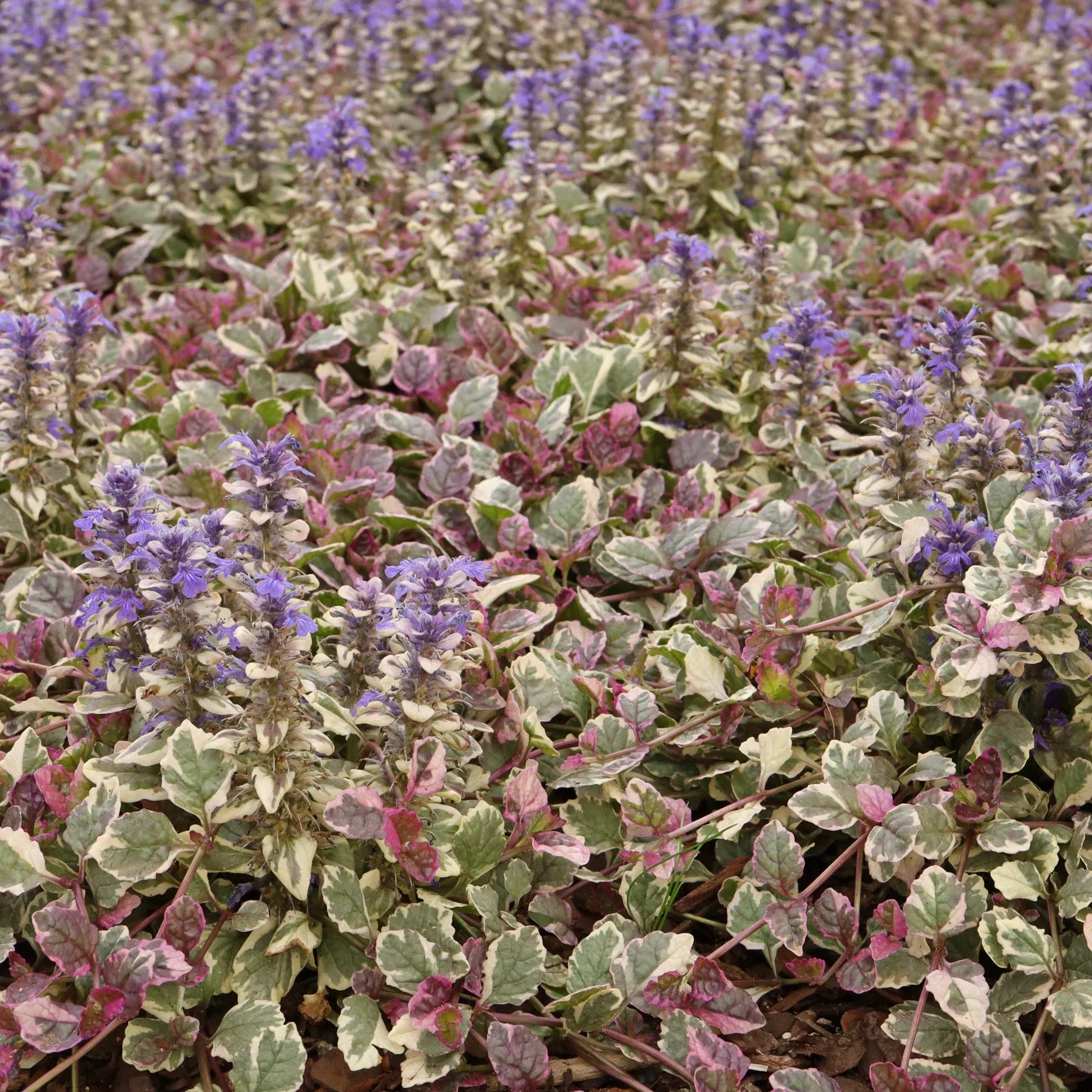 Ajuga Reptans 'burgundy Glow' - View 8 from www redcrocus com