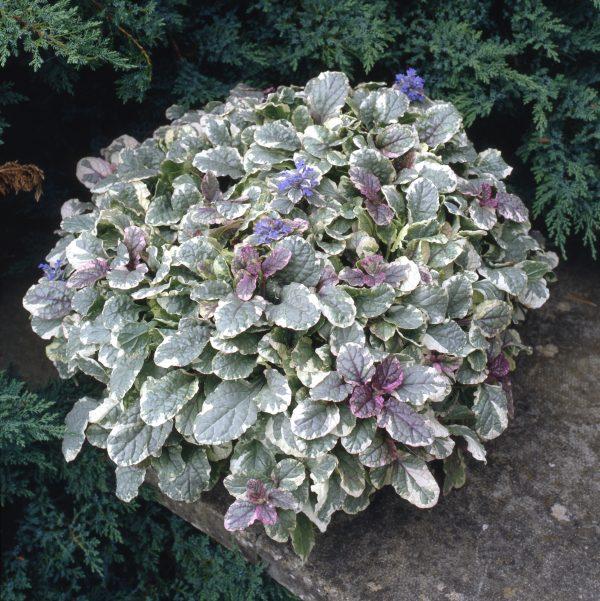 Ajuga Reptans 'burgundy Glow' - View 9 from www redcrocus com
