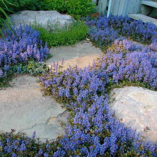 Ajuga Reptans 'chocolate Chip' - View 1 from www redcrocus com