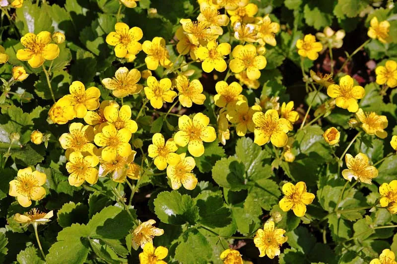 Waldsteinia Fragarioides 12 667826b1 6bd4 46b2 B56d 9f2943a2ce60 from www redcrocus com