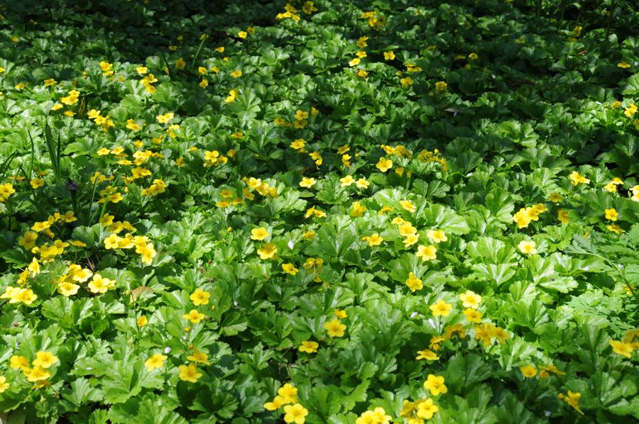 Waldsteinia Fragarioides 14 F373c6f2 7b1a 4d7f A41d Df33c174d4b0 from www redcrocus com