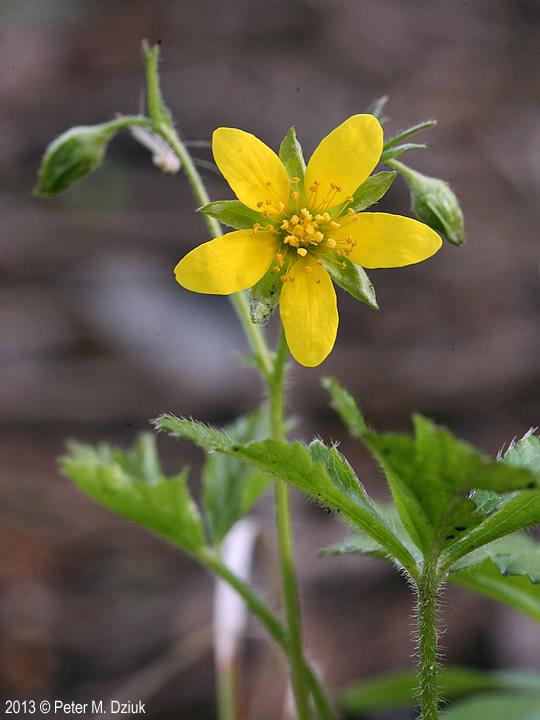 Waldsteinia Fragarioides 17 72ffe872 0e11 4722 Bfc9 0128b9de77d8 from www redcrocus com