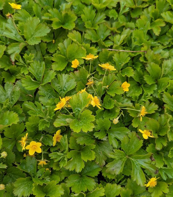 Waldsteinia Fragarioides 18 45f77304 0137 453d 95b6 F5d95ab2b6ba from www redcrocus com