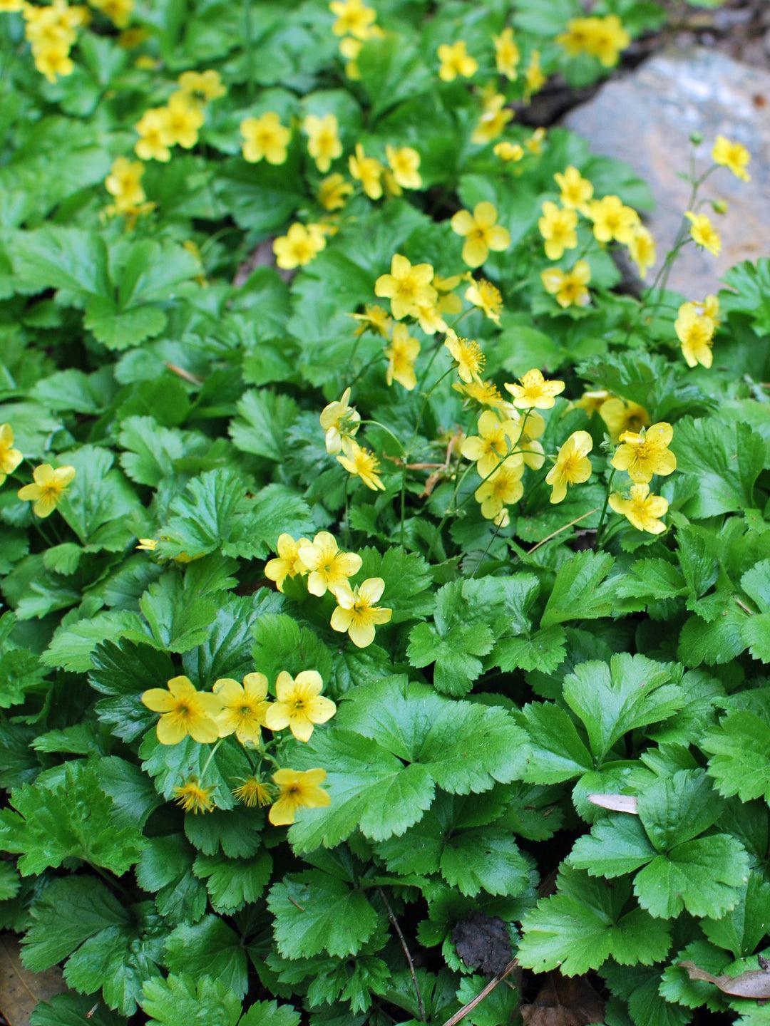 Waldsteinia Fragarioides 19 6407a2ac 70e0 45a0 Bcc6 97bd4412a222 from www redcrocus com