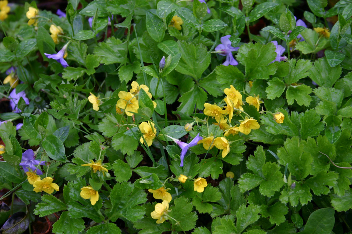 Waldsteinia Fragarioides 1 F54c0fcd 40dd 4b55 97b3 1530eb026695 from www redcrocus com