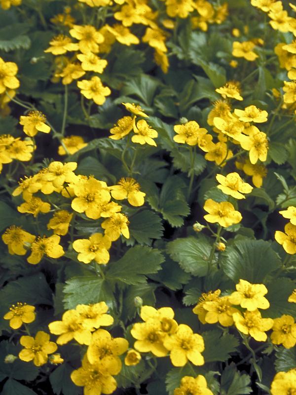 Waldsteinia Fragarioides 20 46df05f4 Be10 4bba 8a21 Cf812458605a from www redcrocus com