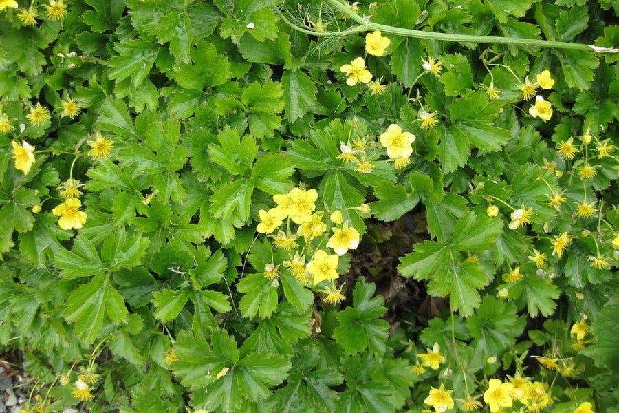 Waldsteinia Fragarioides 21 72fd402d 2a16 4bdb 8c7b C3286cebf945 from www redcrocus com