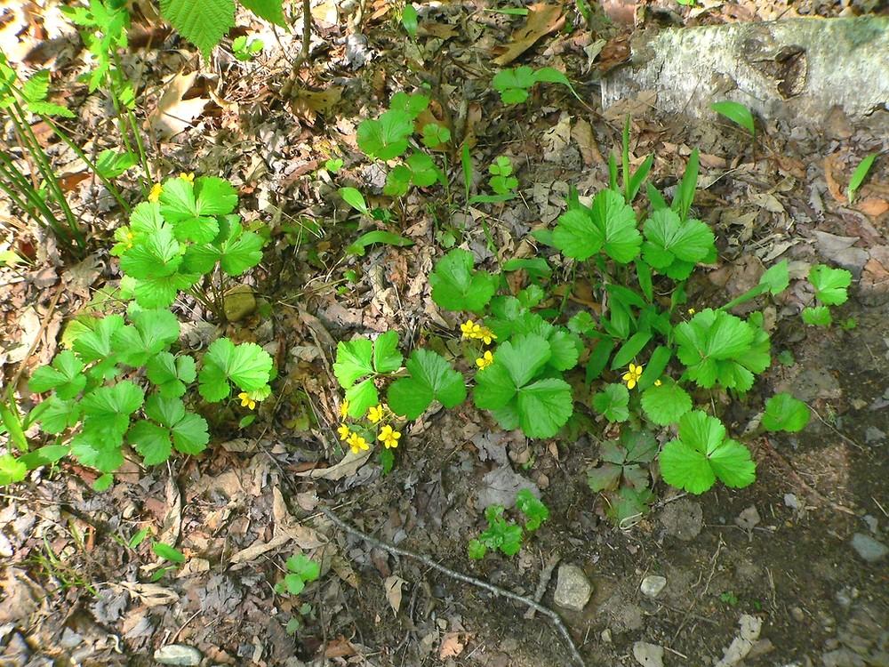 Waldsteinia Fragarioides 24 D2b98784 Dc8d 4b37 A6b1 Fafd45bdb5c1 from www redcrocus com