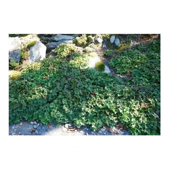 Waldsteinia Fragarioides 27 6b0337d0 4d98 42a5 9136 410be8ac367d from www redcrocus com