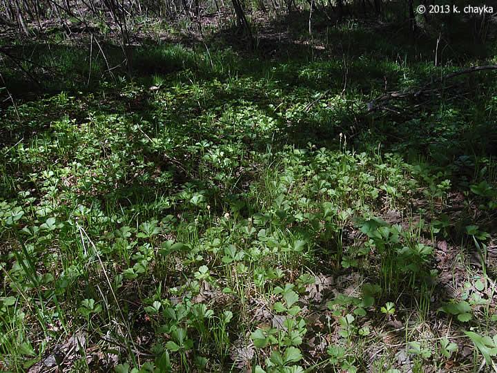 Waldsteinia Fragarioides 28 57697631 7964 4cb5 A26b 265575b04917 from www redcrocus com