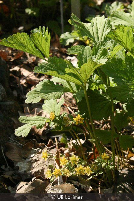 Waldsteinia Fragarioides 29 C63785d4 Ee96 4135 9db9 2dd9e6621749 from www redcrocus com