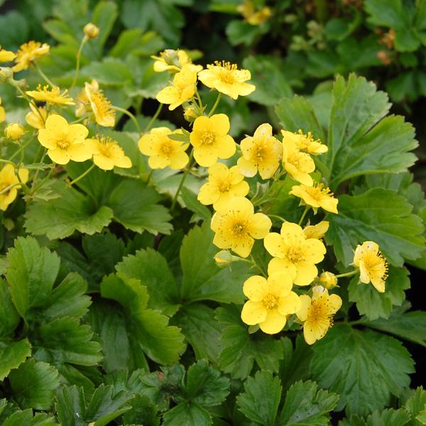 Waldsteinia Fragarioides 2 3a03dcc7 0826 4aae 8c41 2a8a17e5ec00 from www redcrocus com