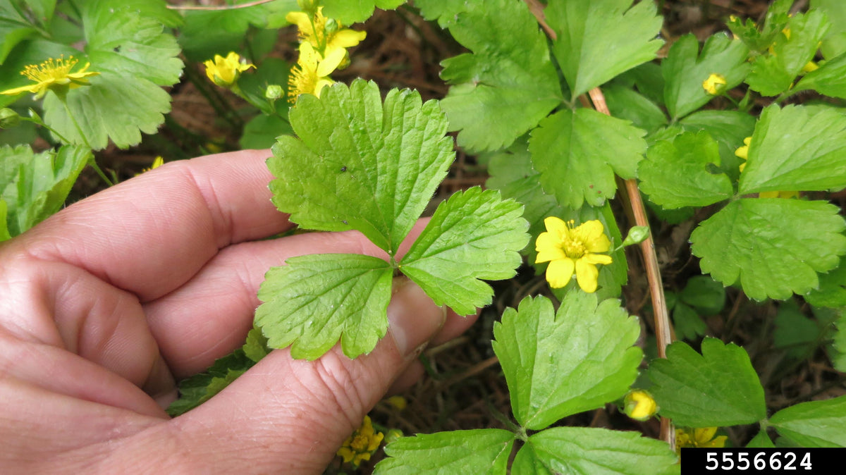Waldsteinia Fragarioides 30 24a5fe8b D117 46e8 849a 6829eae9ff79 from www redcrocus com
