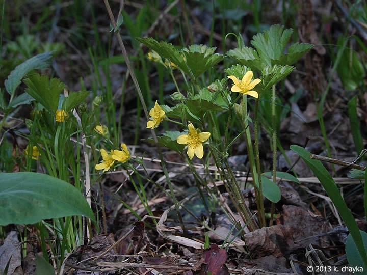 Waldsteinia Fragarioides 31 06bc6c99 99ba 43c0 81e6 Db18e41c062b from www redcrocus com