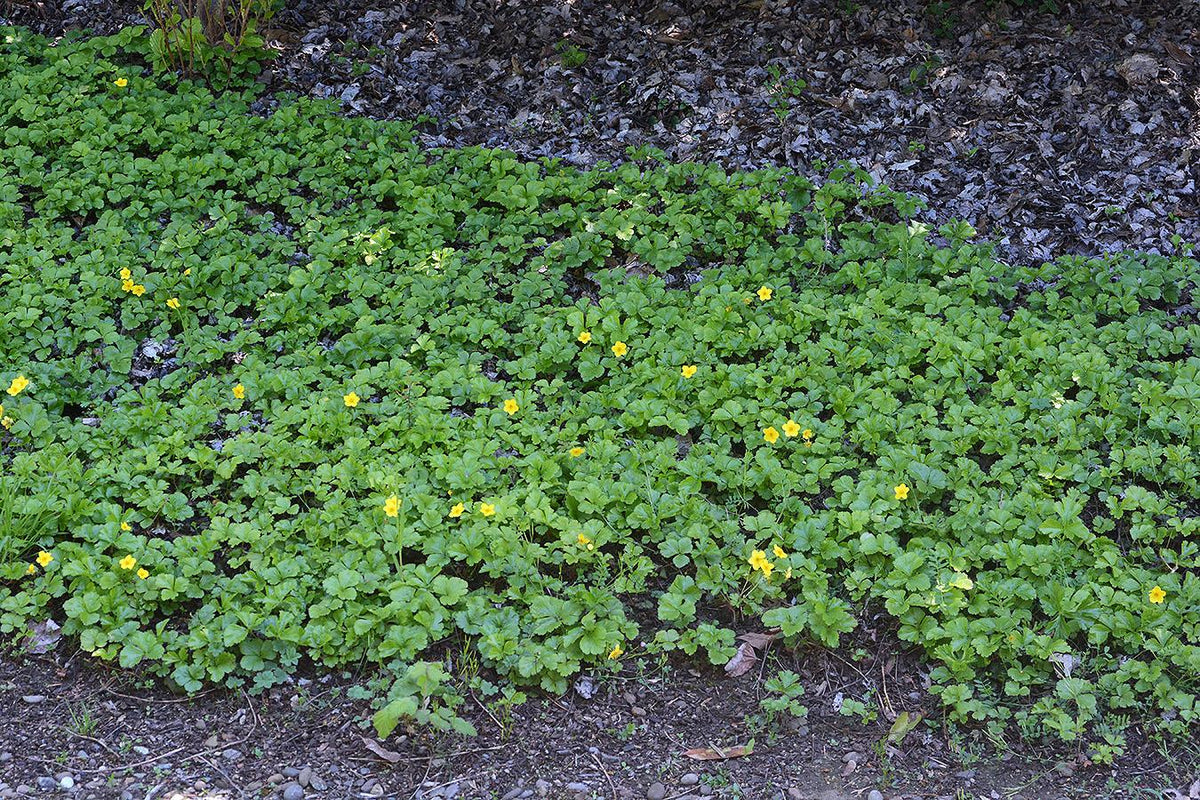Waldsteinia Fragarioides 3 E8a63e7f E2db 4a87 9c2d E3af2948c698 from www redcrocus com