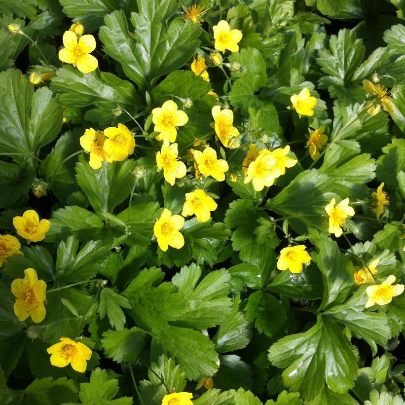Waldsteinia Fragarioides 5 59273384 5d0d 417b Bf05 963d5bebedd9 from www redcrocus com