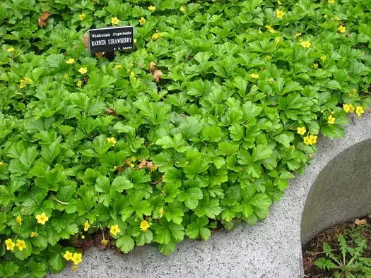 Waldsteinia Fragarioides 8 033e415b 8702 4ba5 99ff 6c80da4a66f8 from www redcrocus com
