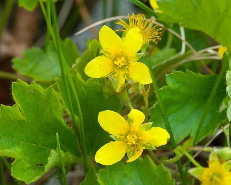 Waldsteinia Fragarioides 9 09530c76 F7fa 4170 9045 20877aca1ebf from www redcrocus com