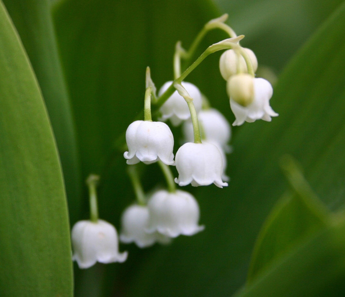 Convallaria Majalis - View 10 from www redcrocus com