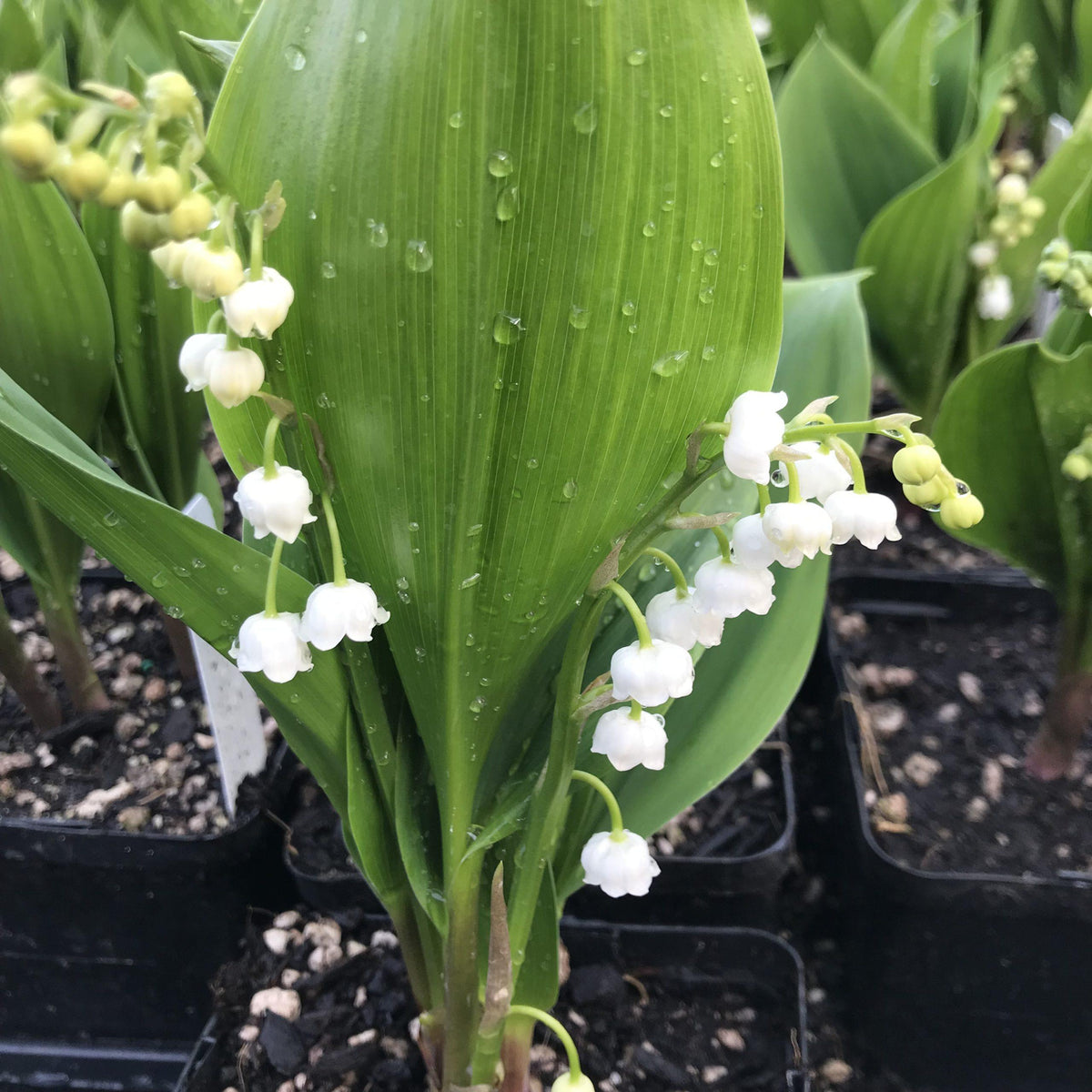 Convallaria Majalis - View 11 from www redcrocus com