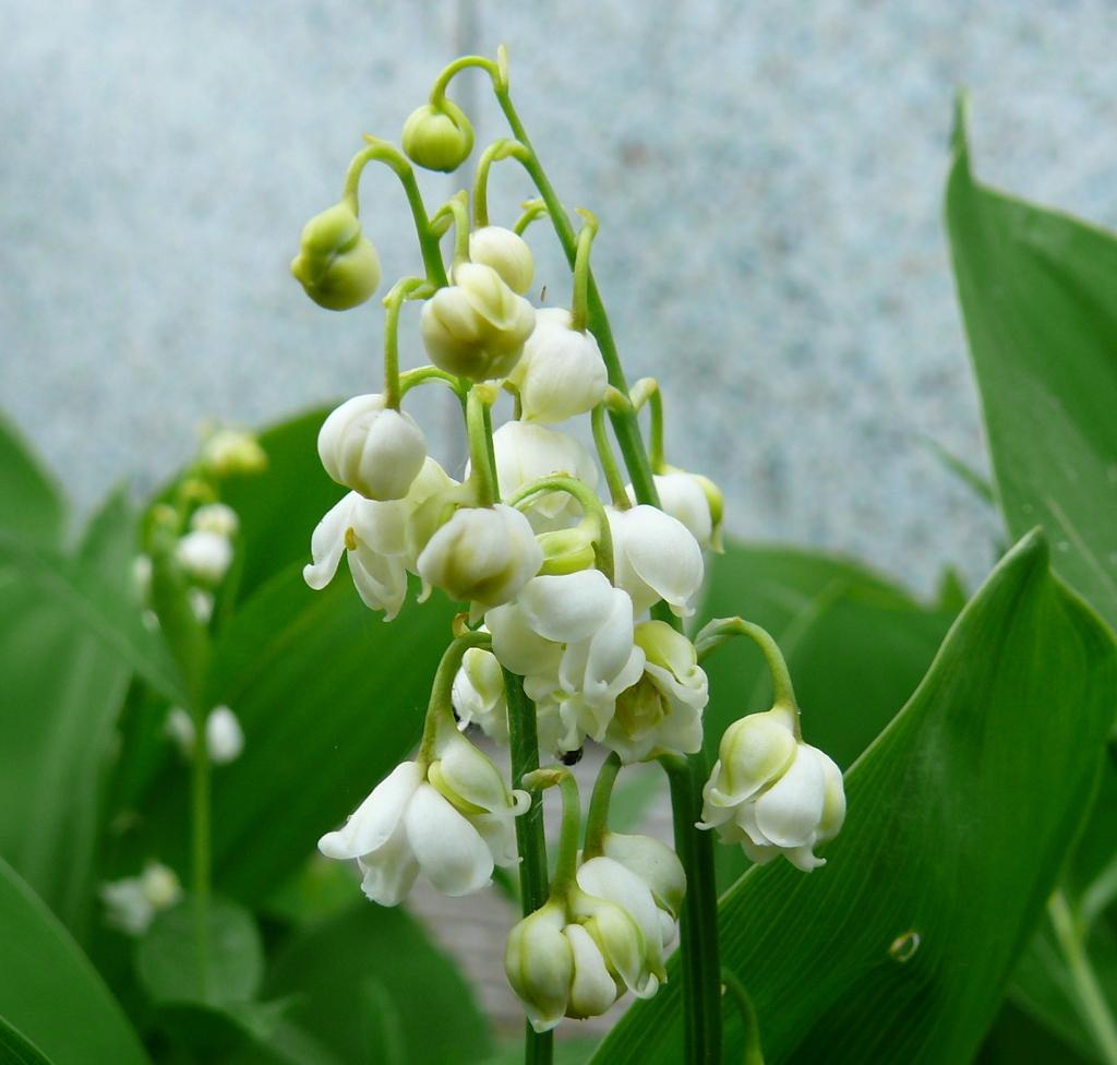Convallaria Majalis - View 12 from www redcrocus com