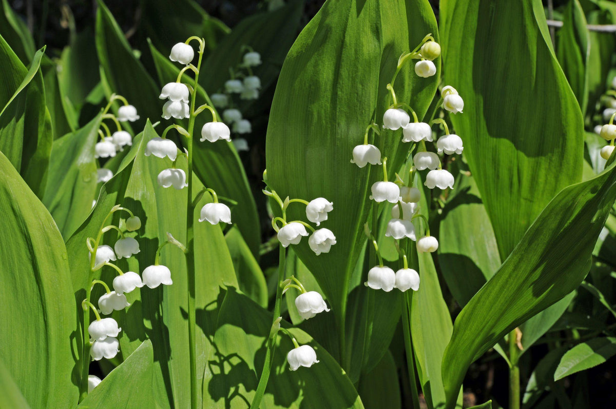 Convallaria Majalis - View 13 from www redcrocus com