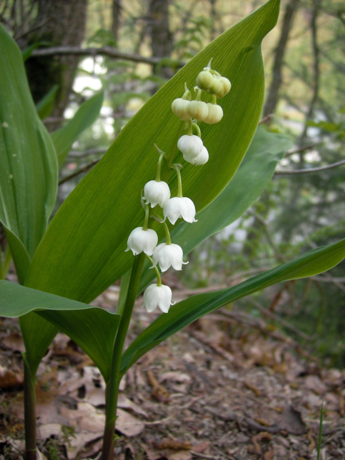 Convallaria Majalis - View 14 from www redcrocus com